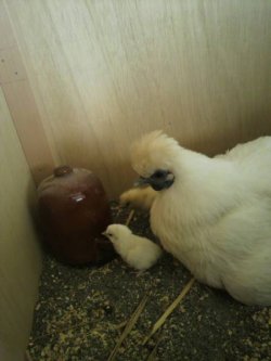 画像1: 期間数量限定販売 白烏骨鶏の卵 (オス同居卵) 6個入り 協力養鶏所産