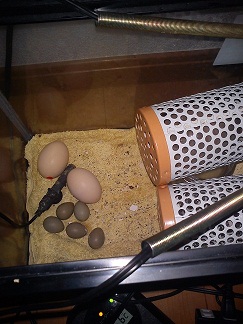 画像: 自作孵卵器について